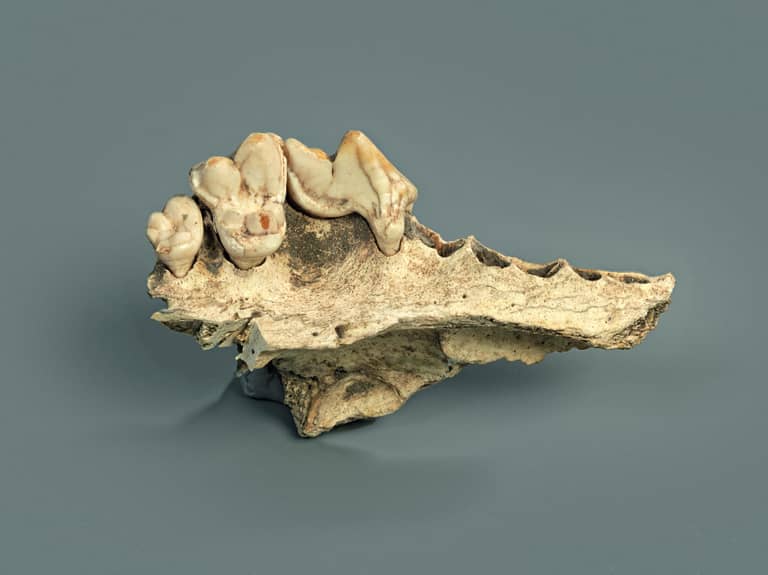 الفك العلوي لكلب رافق البشر قبل ١٤ ألف عام في سويسرا. رويترز