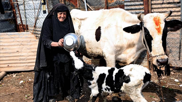 العراق يطمئن بشأن "اللسان الأزرق"