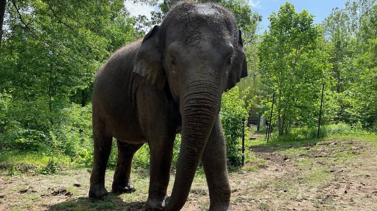 لأغراض عائلية.. فيل يغادر حديقة الحيوان