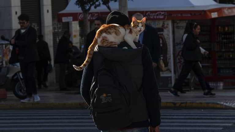 رقم من 9 أصفار.. كم ينفق الألمان على حيواناتهم الأليفة؟