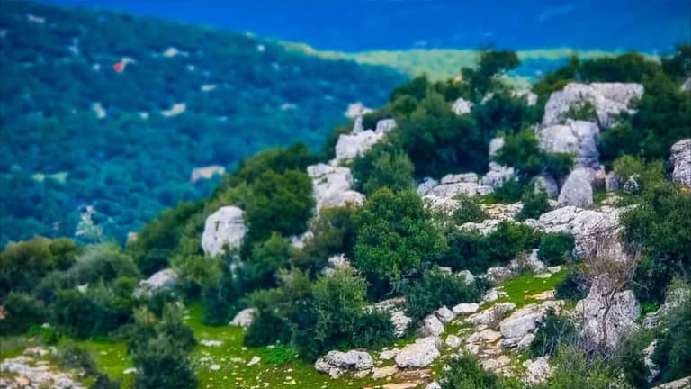 هل يفقد الأردن رئته الخضراء.. ماذا يحصل في عجلون؟