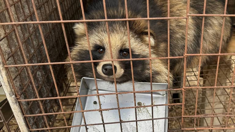 فراء الحيوانات في الصين قد تصيب البشر بالأمراض