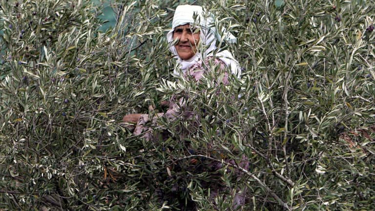 العلم يحسمها: زيت الزيتون "قاهر الخرف"