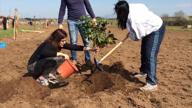 الجزائر ستزرع 420 مليون شجرة.. ما السبب؟