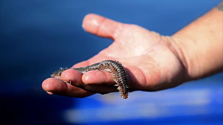 "الديدان المفترسة".. خطر يحدق بأسماك البحر المتوسط