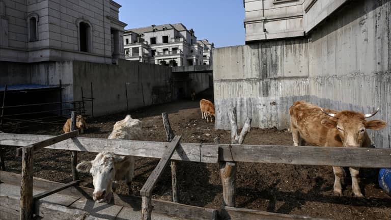 قصور يسكنها البقر في الصين