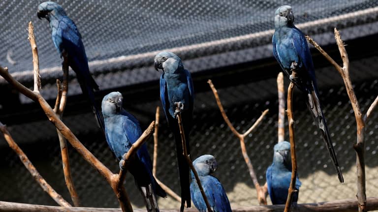 ببغاء عائد من الانقراض يحطّ في حضن الملياردير أمباني