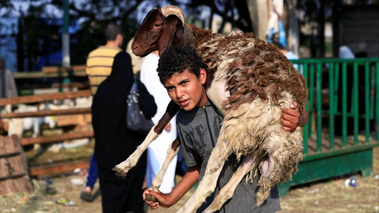 بالتقسيط والمشاركة والصكوك.. 3 حلول مصرية لشراء الأضحية