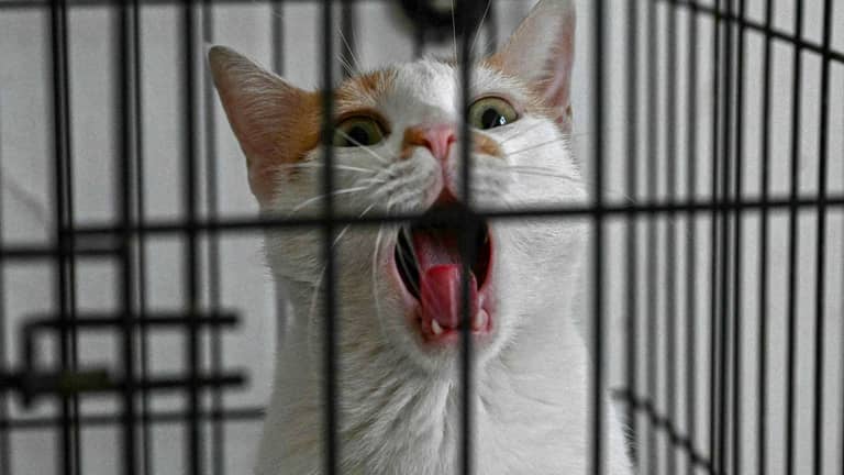 مهمة عاجلة لإنقاذ قطط بيروت من القصف