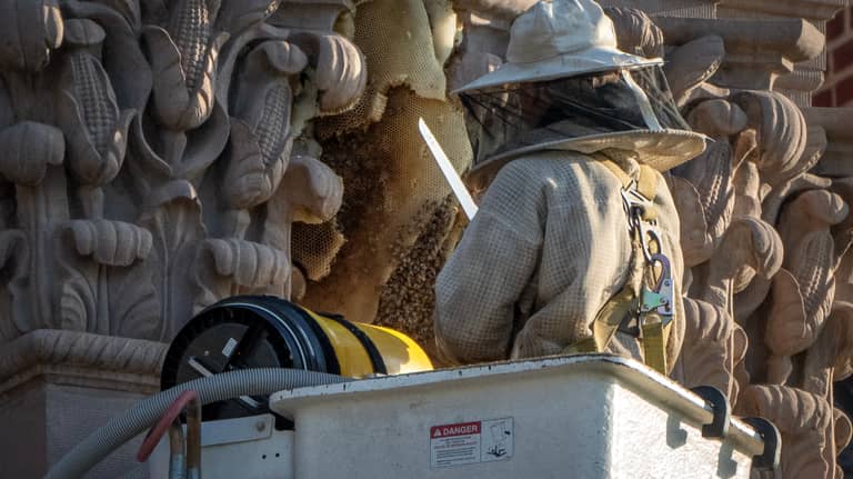 مليون نحلة تغلق طريقا سريعا في تينيسي الأميركية