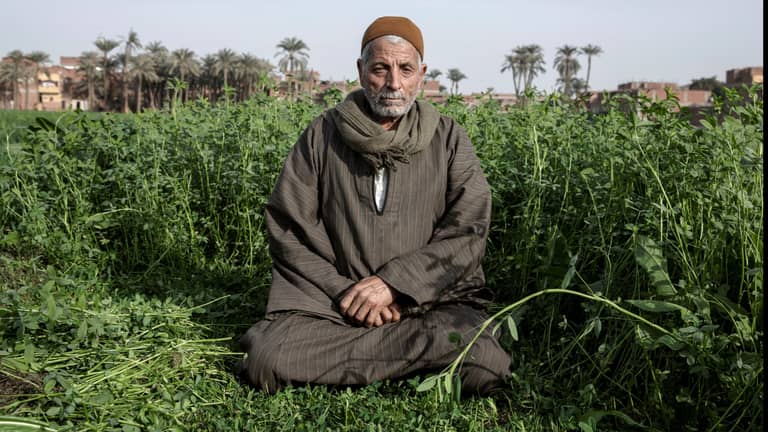 قطع الأشجار في مصر.. الفضاء الإلكتروني يتحدث والحكومة ترد