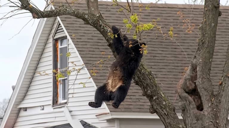 قيلولة فوق الشجرة.. سهم مخدر ينهي مغامرة "دب" في نيويورك
