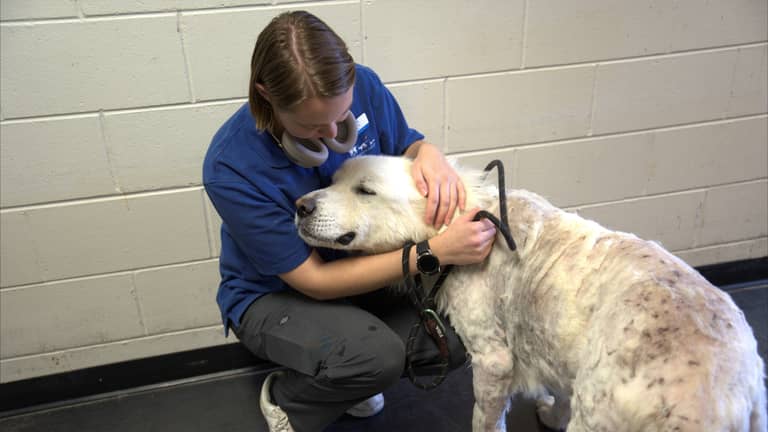 "فك الشفرة".. هل يتحدث البشر مع الحيوانات قريبا؟