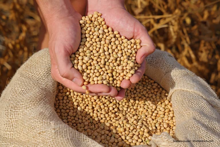 هل تناول الملح بكثرة يهدد صحتك؟.. الحل قد يكون في الصويا