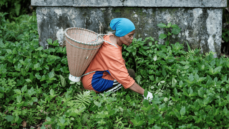 التغيّر المناخي يهدد القرنفل