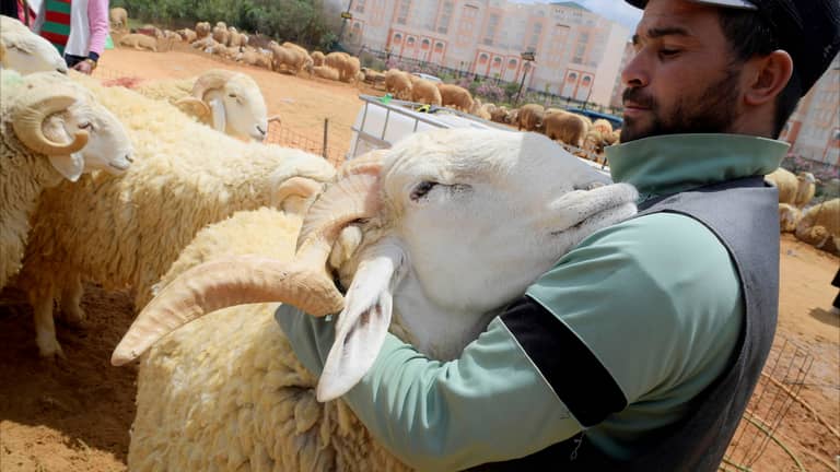 خراف رومانيا في تونس.. حل مؤقت لارتفاع أسعار الأضاحي