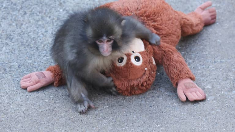 من العزلة إلى النجومية.. كيف أصبح القرد "بانش" ظاهرة عالمية؟