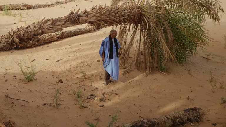 رمال "التغير المناخي" تدفن واحات النخيل الموريتانية