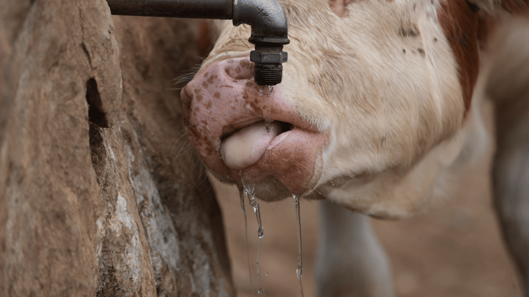 هل تدفعنا تغيّرات المناخ نحو أزمة غذاء عالمية؟