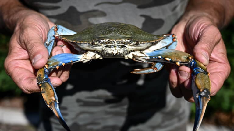 الأنواع الغريبة الغازية.. خطر خفي يهدد العالم