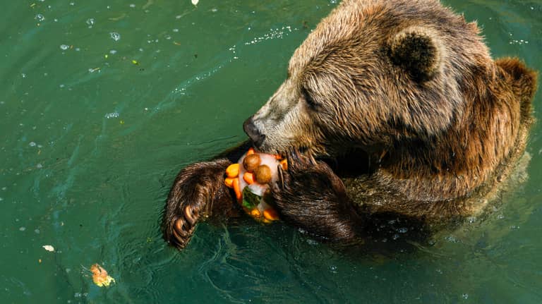 الدببة على مائدة سلوفاكيا.. من حمايتها إلى تقديمها مشويّة
