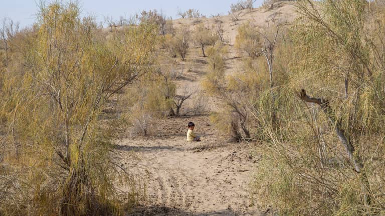 جدار أخضر يصارع الرمال.. هل تنجح "الساكسول" في مواجهة تغير المناخ؟