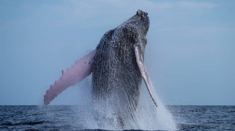 فيديو مذهل.. حوت يبتلع رجلا ثم يلفظه