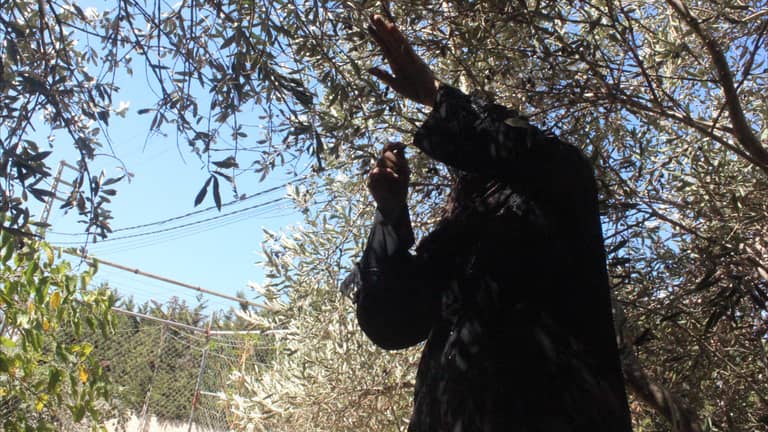 سكان جنوب لبنان يقطفون "زيتون النزوح"
