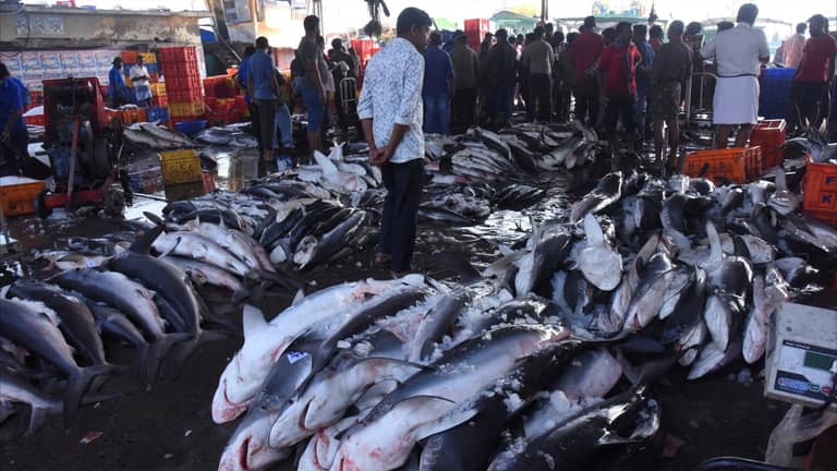 المحيطات تخسر نصف أسماك القرش في 50 عاما