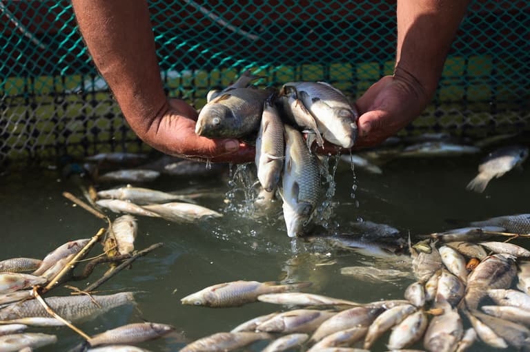 دجلة يختنق بالتلوث.. والأحواض تتحول إلى مقبرة أسماك