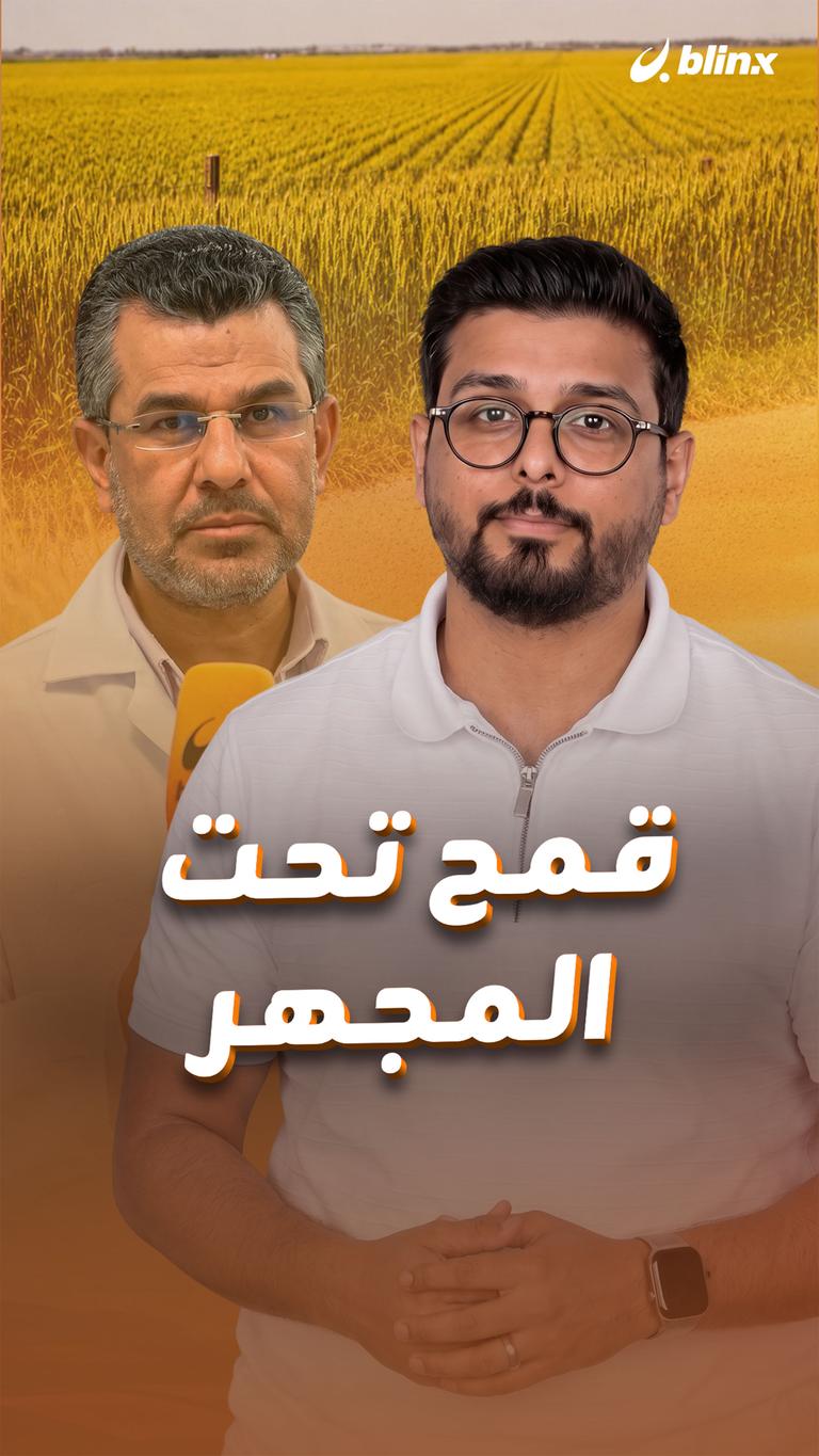 قمح تحت المجهر