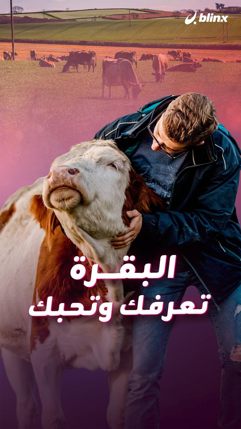 البقرة تعرفك وتحبك